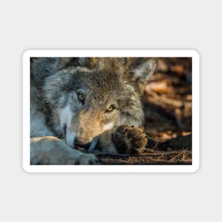 Timber Wolf Magnet