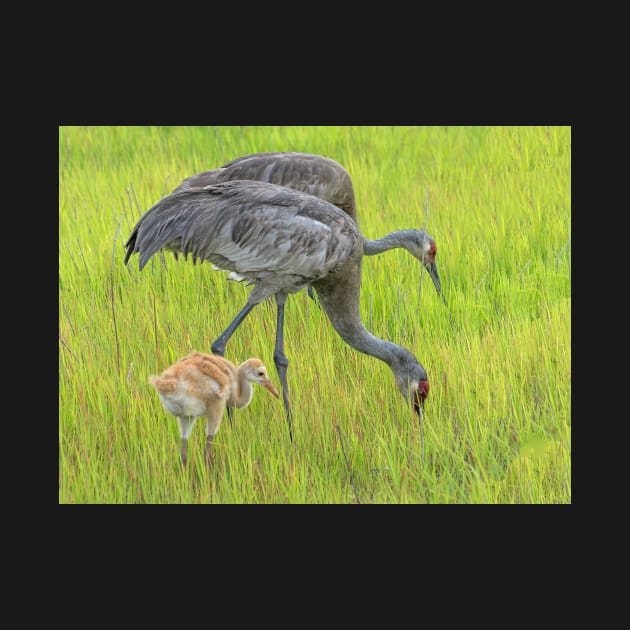 Sandhill crane parents with chick by joesaladino