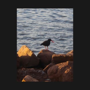 The  Sooty Oyster Catcher! T-Shirt