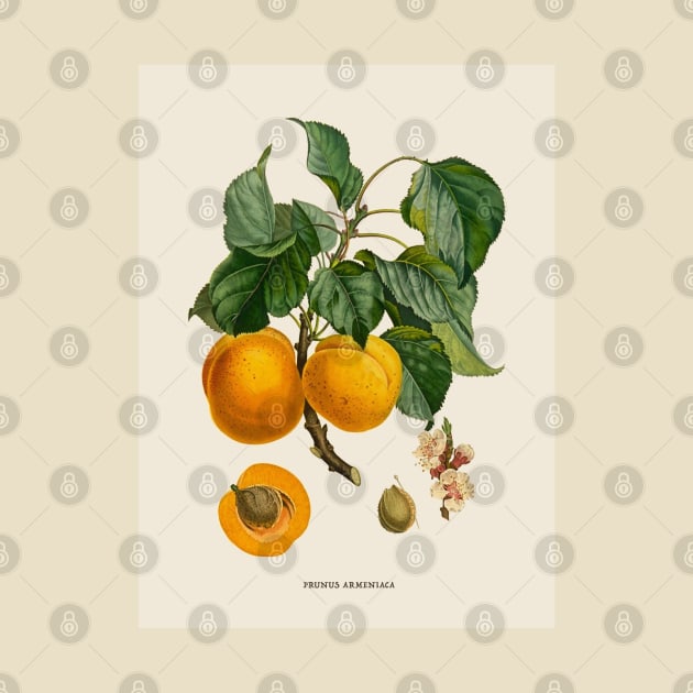 Apricot Antique Botanical Illustration by Antiquated Art