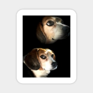 The Double Exposure Beagle Magnet