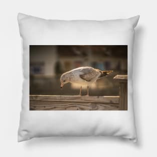 Medium gull Pillow