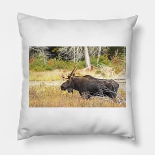 Big Bull Moose, Algonquin Park Pillow