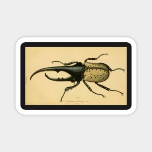 scarabaeus hercules: Scarab Beetle (male) Magnet