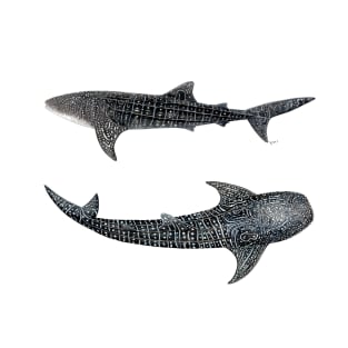 Whale sharks T-Shirt