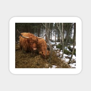 Scottish Highland Cattle Cow and Calf 1860 Magnet