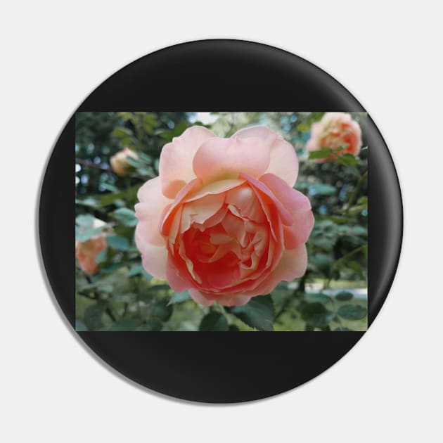 rose in the garden Pin by lovefromsirius