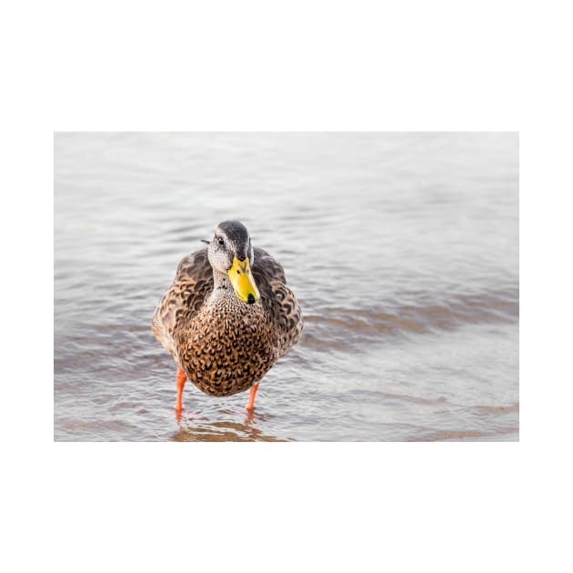 Cute Funny Mallard Duck Portrait by Amy-K-Mitchell