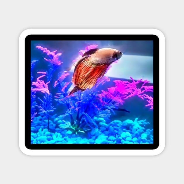 Beautiful Beta Fish Magnet by PandLCreations