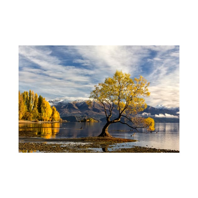 Wanaka Lake Tree 3 by charlesk