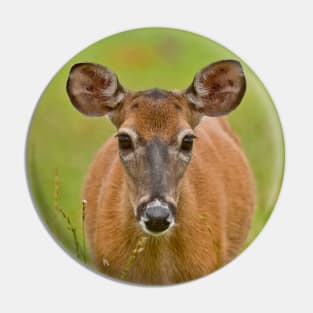 White-tailed Deer Pin