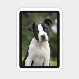 American Staffordshire Terrier Puppy Dog Magnet