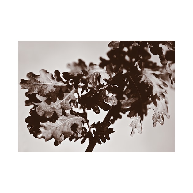 ‘Oak Leaf Cluster’ - a sepia-treated image by sleepingdogprod