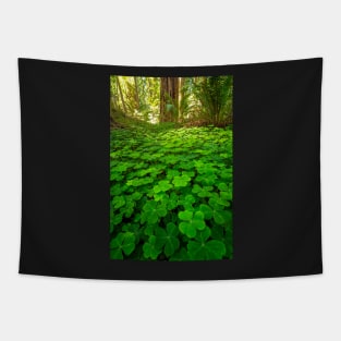 Redwood Sorrel in the Forest Tapestry