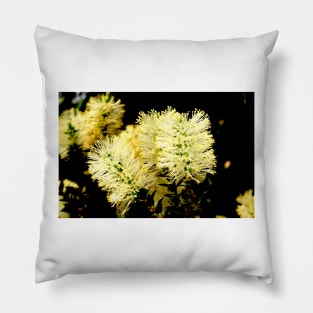 Scented Paperbark Pillow