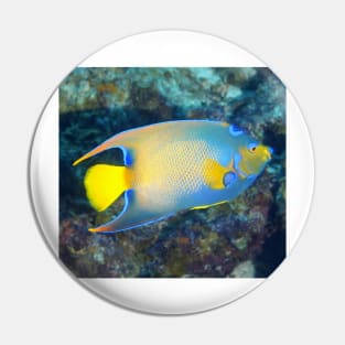 Queen Angelfish Pin