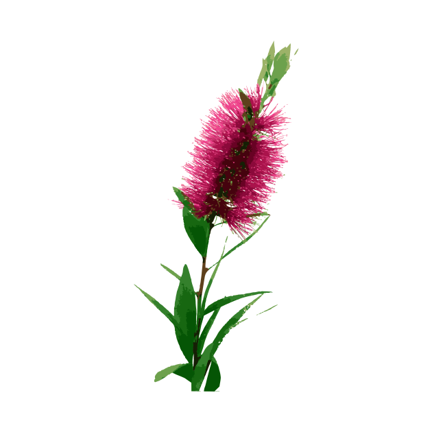 Bottlebrush Flower - Australian Native Floral - Pink by annaleebeer