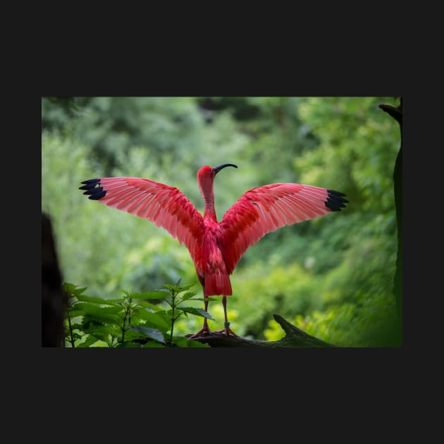 Scarlet Ibis by MinnieWilks