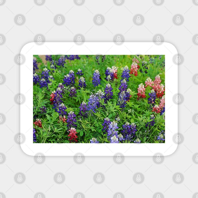 Field of Multicolored Bluebonnets Magnet by elisewied