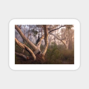 Australian Bush In Fog Magnet