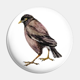 Bird Common Myna Pin