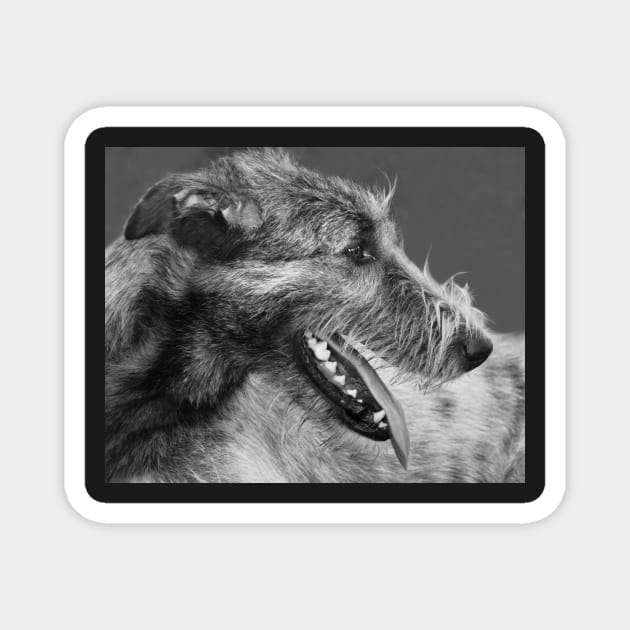 Irish Wolfhound Portrait Magnet by LaurieMinor