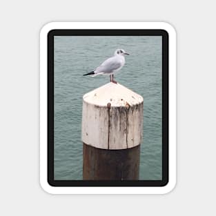 Seagulls by the Sea searching for Fish and Chips Magnet