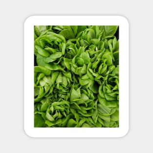 Butter Lettuce Health Magnet