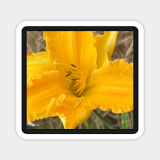 Yellow Brilliance of the Summer Lily Magnet