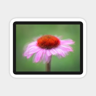 Echinacea flower Magnet