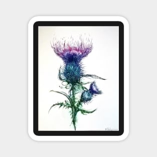 scottish thistle Magnet