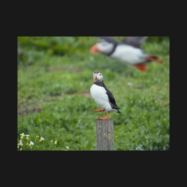 Puffin photobomb by GrahamCSmith