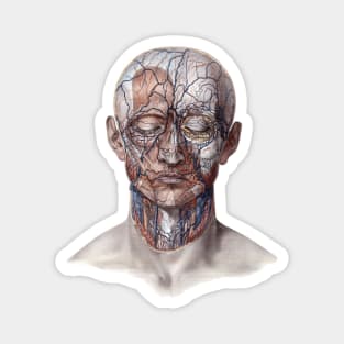 Vintage Human Anatomy, Head with Blood Vessels Magnet