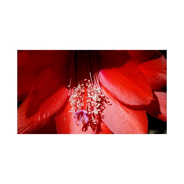 Cacti - Magpie Springs - Adelaide Hills Wine Region - Fleurieu Peninsula - South Australia by MagpieSprings