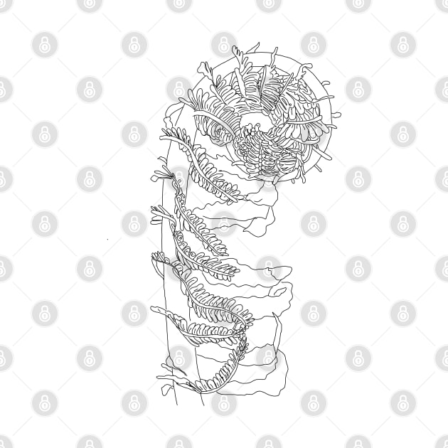 Fiddlehead Fern Illustration by H. R. Sinclair