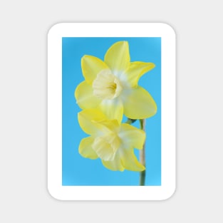 Narcissus  &#39;Pipit&#39;    Division 7 Jonquilla  Daffodil Magnet