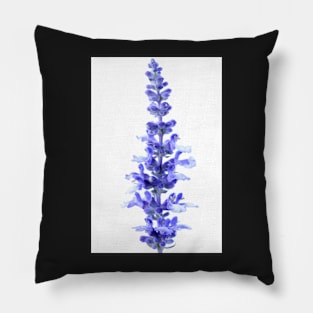 Salvia farinacea  &#39;Fairy Queen&#39;  Sage Pillow