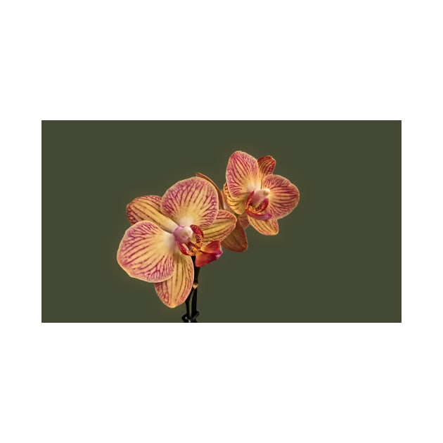 Stunning Yellow and Pink Orchid by PandLCreations