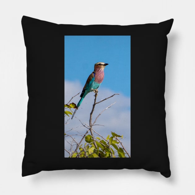 Lilac-breasted roller bird. Pillow by sma1050