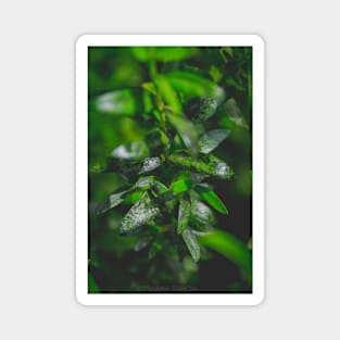 Green Leaves Magnet