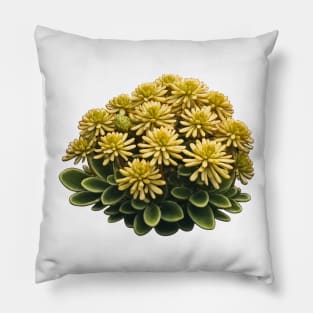 Stonecrop Pillow