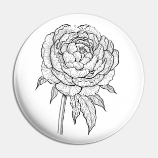 Peony drawing 2 Pin