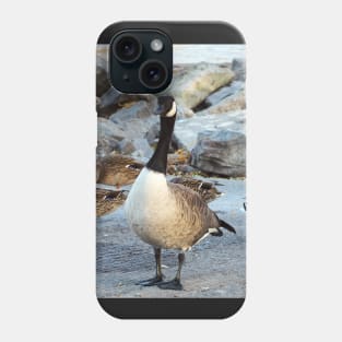 Canada Goose Standing Next To A Flock of Mallard Ducks Phone Case