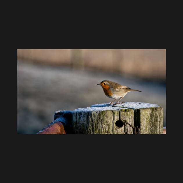 Winter Robin Panorama by Violaman