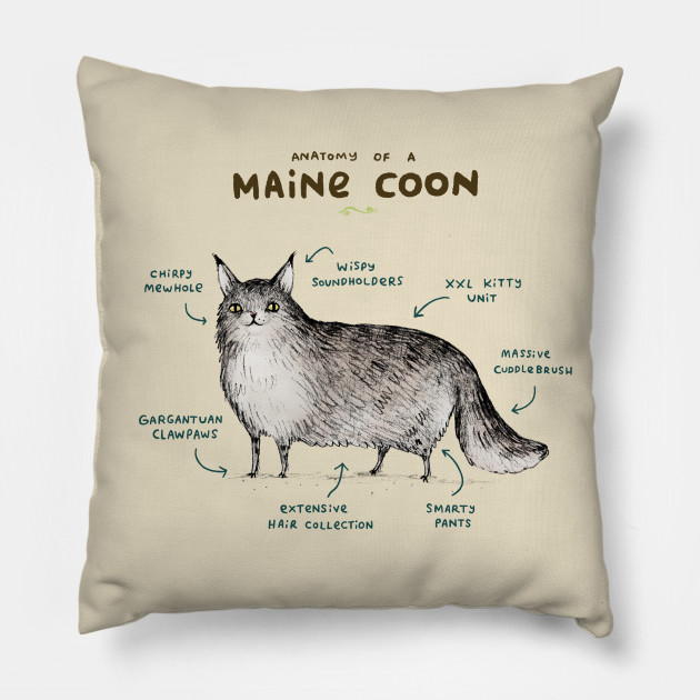Anatomy of a Maine Coon