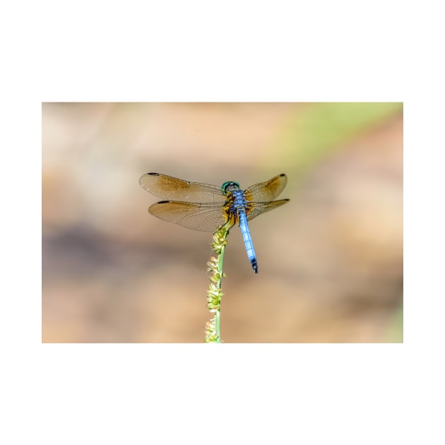 Blue Dragonfly by Debra Martz