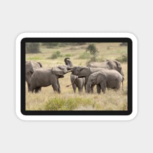 Tusk To Tusk: Wild Elephants, Tanzania Magnet