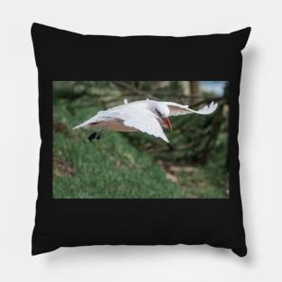 Tropic Bird Pillow