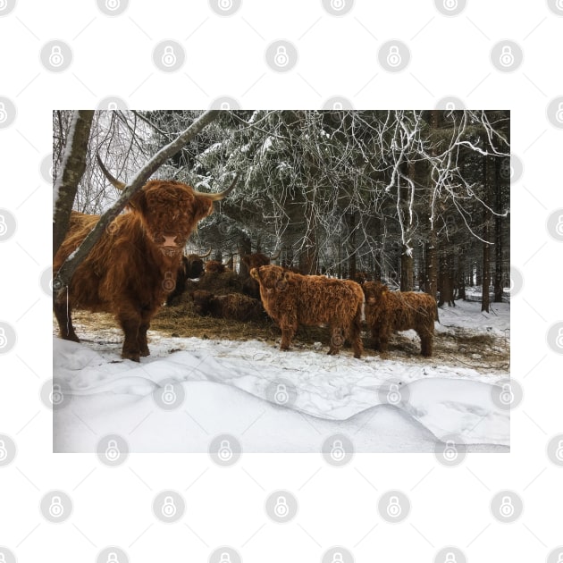 Scottish Highland Cattle Cows and Calves 1871 by SaarelaHighland