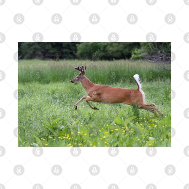 White-tailed Buck by Jim Cumming